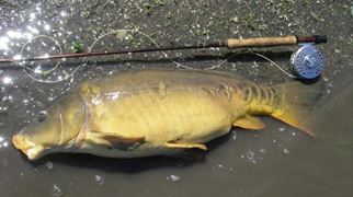 fish :)